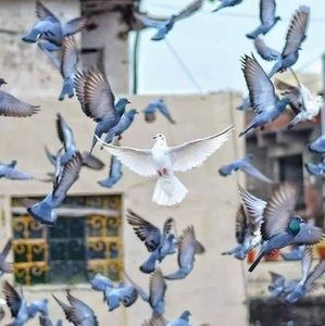 Meet your Posher, Sahora